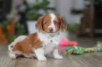 Luca, a male Miniature Dachshund for sale in Millersburg, OH – Photo 4 of 8