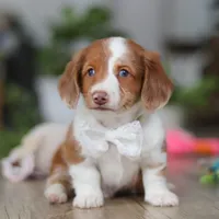 Luca, a male Miniature Dachshund for sale in Millersburg, OH – 3 of 8