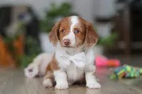 Luca, a male Miniature Dachshund for sale in Millersburg, OH – Photo 3 of 8