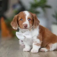 Luca, a male Miniature Dachshund for sale in Millersburg, OH – 2 of 8