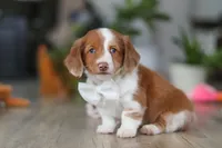 Luca, a male Miniature Dachshund for sale in Millersburg, OH – Photo 2 of 8