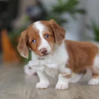 Luca, a male Miniature Dachshund for sale in Millersburg, OH – 6 of 8