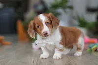 Luca, a male Miniature Dachshund for sale in Millersburg, OH – Photo 6 of 8