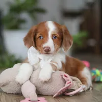 Luca, a male Miniature Dachshund for sale in Millersburg, OH – 8 of 8