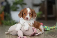 Luca, a male Miniature Dachshund for sale in Millersburg, OH – Photo 8 of 8
