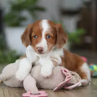 Luca, a male Miniature Dachshund for sale in Millersburg, OH – 7 of 8