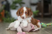 Luca, a male Miniature Dachshund for sale in Millersburg, OH – Photo 7 of 8