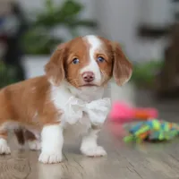 Luca, a male Miniature Dachshund for sale in Millersburg, OH – 5 of 8