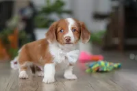 Luca, a male Miniature Dachshund for sale in Millersburg, OH – Photo 5 of 8