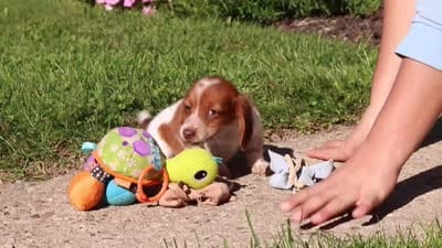 Maverick, a male Dachshund for sale in Millersburg, OH – 6 of 6