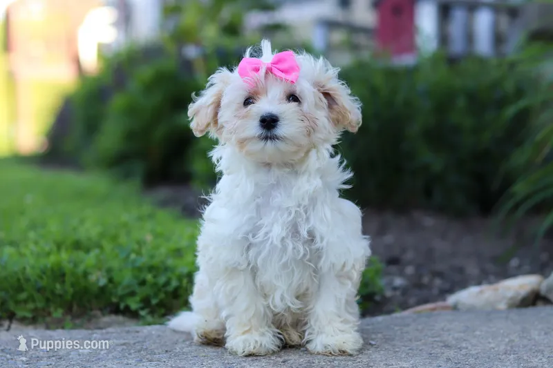 Ana – Maltipoo puppy for sale in Millersburg, OH
