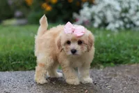 Lily, a female Coton de Tulear and Poodle - Miniature  for sale in Millersburg, OH – 2 of 6