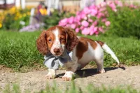 Cooper, a male Dachshund for sale in Millersburg, OH – 3 of 5