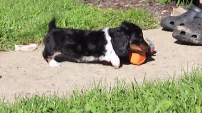 Poppy, a female Dachshund for sale in Millersburg, OH – 5 of 5