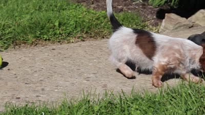 Alex, a male Dachshund for sale in Millersburg, OH – 6 of 6