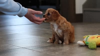 Percy, a male Cavapoo for sale in Millersburg, OH – 10 of 10