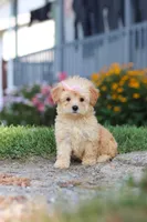 Haven, a female Maltipoo for sale in Millersburg, OH – 7 of 10