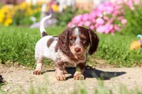 Sadie, a female Dachshund for sale in Millersburg, OH – 5 of 6