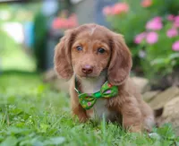 Alfie, a male Miniature Dachshund for sale in Millersburg, OH – Photo 1 of 7