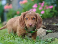 Alfie, a male Miniature Dachshund for sale in Millersburg, OH – Photo 5 of 7