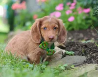 Alfie, a male Miniature Dachshund for sale in Millersburg, OH – Photo 2 of 7