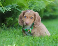 Alfie, a male Miniature Dachshund for sale in Millersburg, OH – Photo 3 of 7