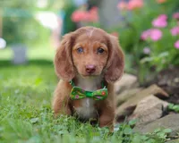 Alfie, a male Miniature Dachshund for sale in Millersburg, OH – Photo 4 of 7