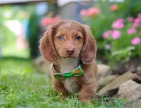 Alfie, a male Miniature Dachshund for sale in Millersburg, OH – Photo 6 of 7