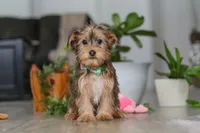 Brady, a male Morkie for sale in Millersburg, OH – Photo 2 of 5