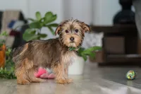 Brady, a male Morkie for sale in Millersburg, OH – Photo 5 of 5