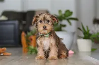 Brady, a male Morkie for sale in Millersburg, OH – Photo 1 of 5