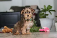 Brady, a male Morkie for sale in Millersburg, OH – Photo 3 of 5