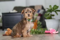 Brady, a male Morkie for sale in Millersburg, OH – Photo 4 of 5