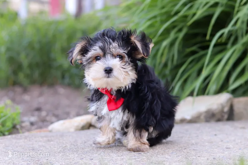 Bennet – Morkie puppy for sale in Millersburg, OH