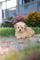 Haven, a female Maltipoo for sale in Millersburg, OH – 8 of 10