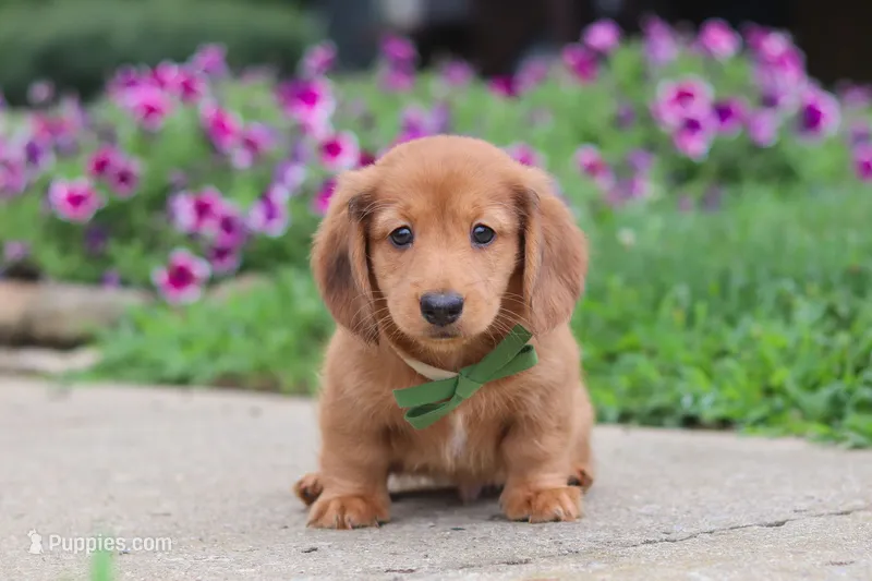 Ethan – Miniature Dachshund puppy for sale in Millersburg, OH