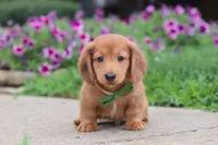 Ethan, a male Miniature Dachshund for sale in Millersburg, OH – 1 of 9