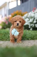 Blake, a male Maltipoo for sale in Millersburg, OH – 2 of 9