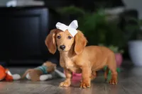 Angela, a female Miniature Dachshund for sale in Millersburg, OH – Photo 7 of 8