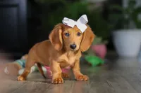 Angela, a female Miniature Dachshund for sale in Millersburg, OH – Photo 2 of 8