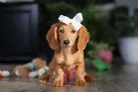 Angela, a female Miniature Dachshund for sale in Millersburg, OH – Photo 4 of 8