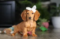 Angela, a female Miniature Dachshund for sale in Millersburg, OH – Photo 1 of 8