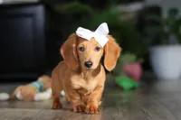 Angela, a female Miniature Dachshund for sale in Millersburg, OH – Photo 3 of 8