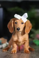 Angela, a female Miniature Dachshund for sale in Millersburg, OH – Photo 6 of 8