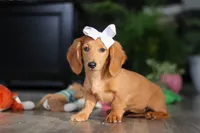 Angela, a female Miniature Dachshund for sale in Millersburg, OH – Photo 5 of 8