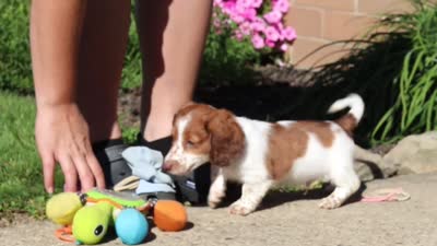 Cooper, a male Dachshund for sale in Millersburg, OH – 5 of 5