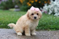 Lily, a female Coton de Tulear and Poodle - Miniature  for sale in Millersburg, OH – 3 of 6