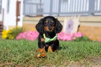 Buddy, a male Miniature Dachshund for sale in Millersburg, OH – Photo 8 of 9