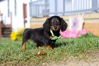 Buddy, a male Miniature Dachshund for sale in Millersburg, OH – Photo 5 of 9