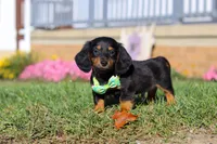 Buddy, a male Miniature Dachshund for sale in Millersburg, OH – Photo 7 of 9